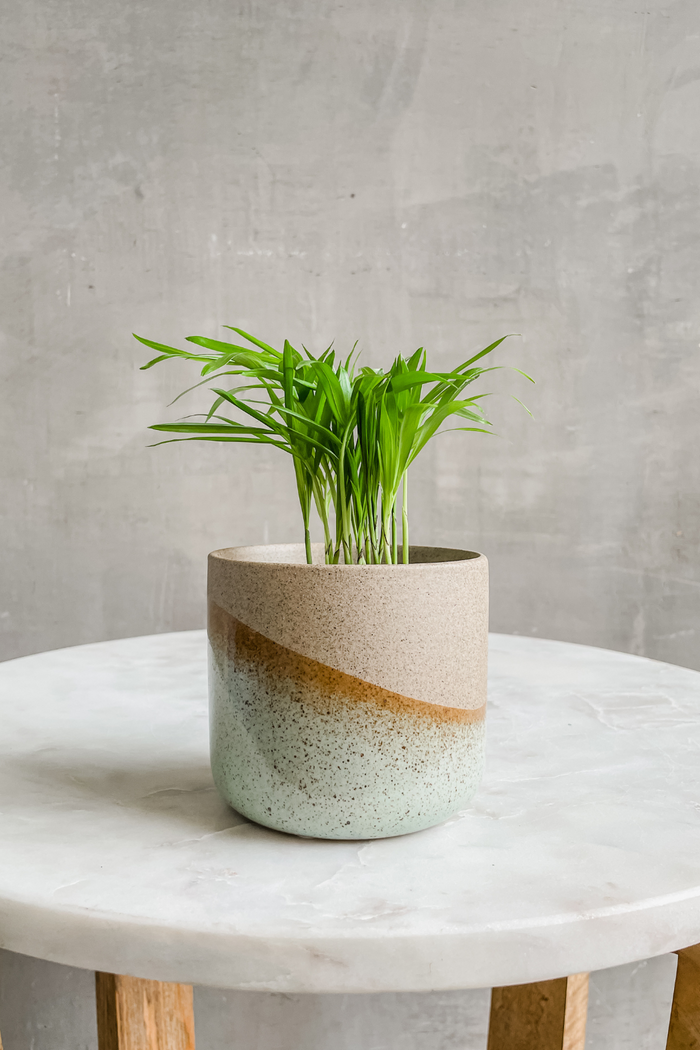 ECOVIBE-small-assorted-houseplants