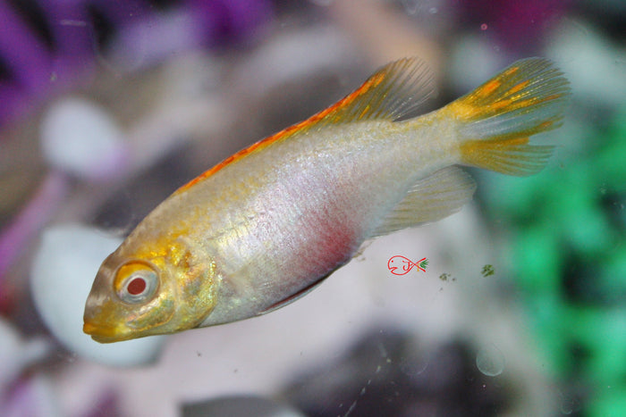 Albino Kribensis Cichlid