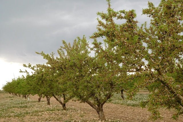 Almendro Ferraduel - Prunus dulcis - El Nou Garden