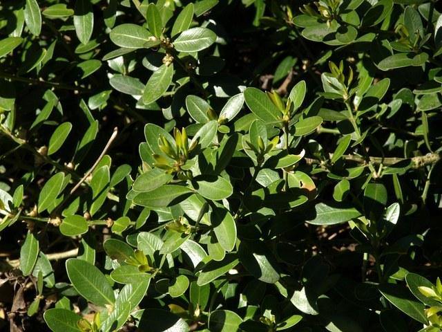 Boj balear - Buxus balearica - El Nou Garden