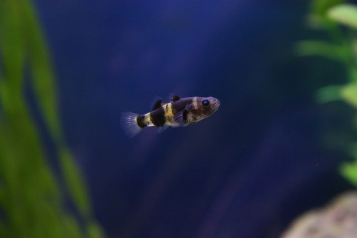 Bumble Bee Goby