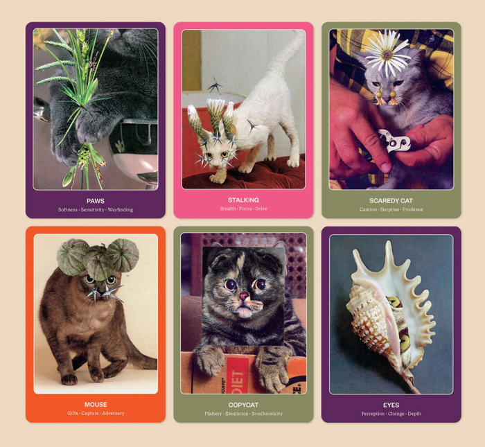 Cat Oracle