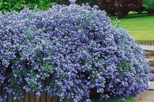 Ceanoto Blue Mound - Ceanothus thyrsiflorus Blue Mound - El Nou Garden