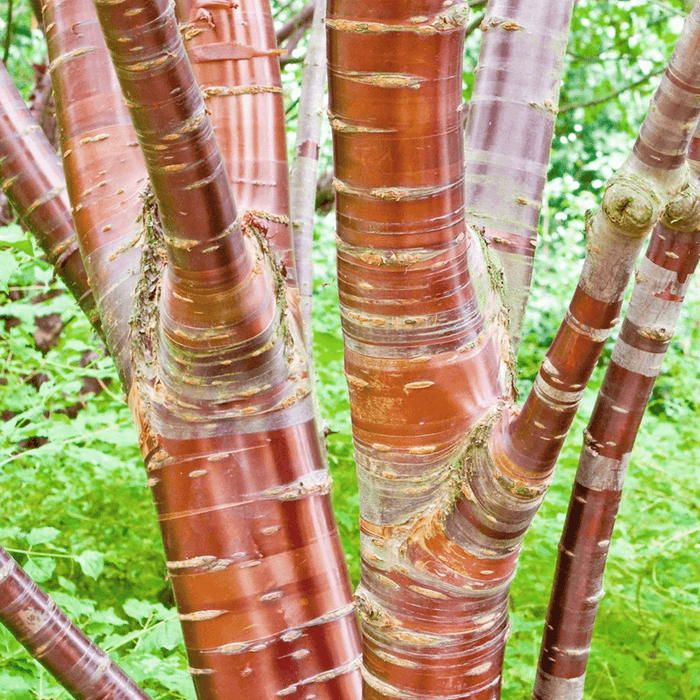 Cerezo del Tibet Amber Scots - Prunus serrulata Amber Scots - El Nou Garden