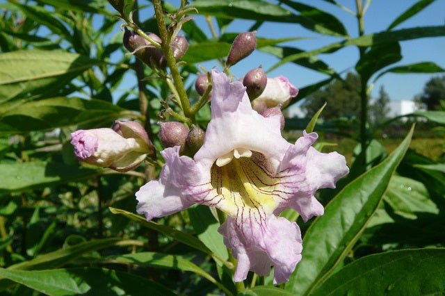 Chitalpa tashkentensis Summer Bells - Chitalpa tashkentensis - El Nou Garden