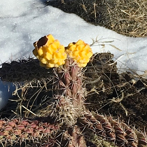 Cholla