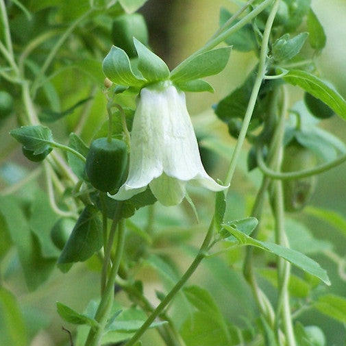 Codonopsis
