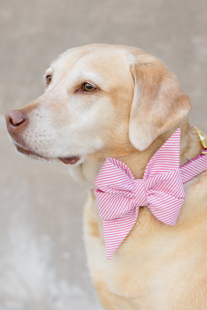 Close-up of a dog in a pink and white striped seersucker bow tie collar, featuring a bold fuchsia hue and matching leash.