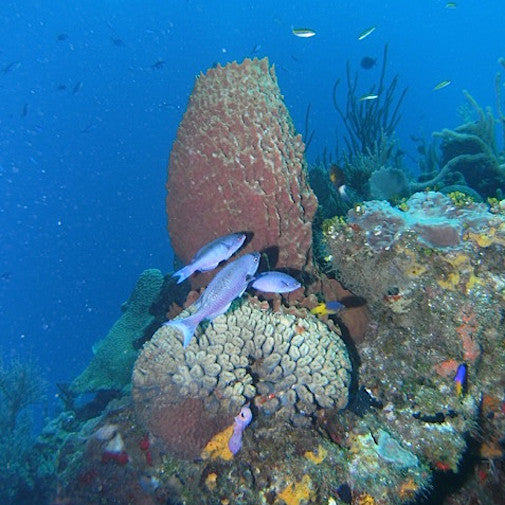 Giant Barrel Sponge
