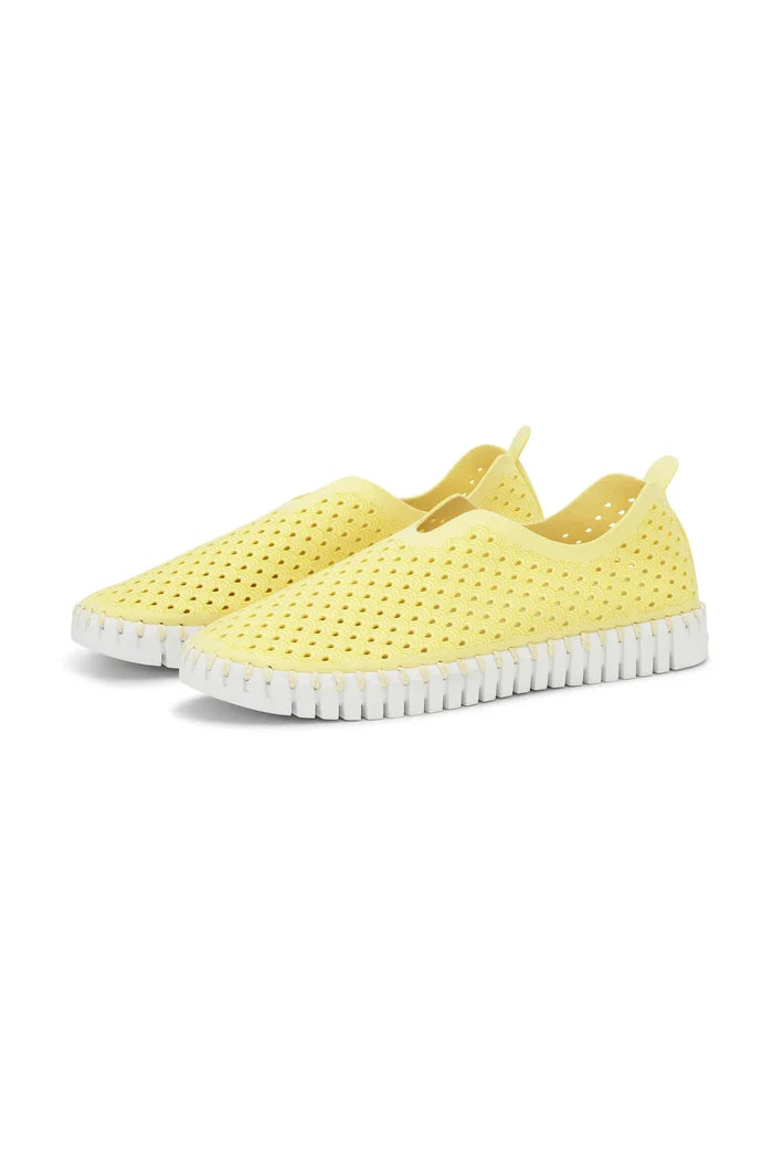 Lemon Drop / 36