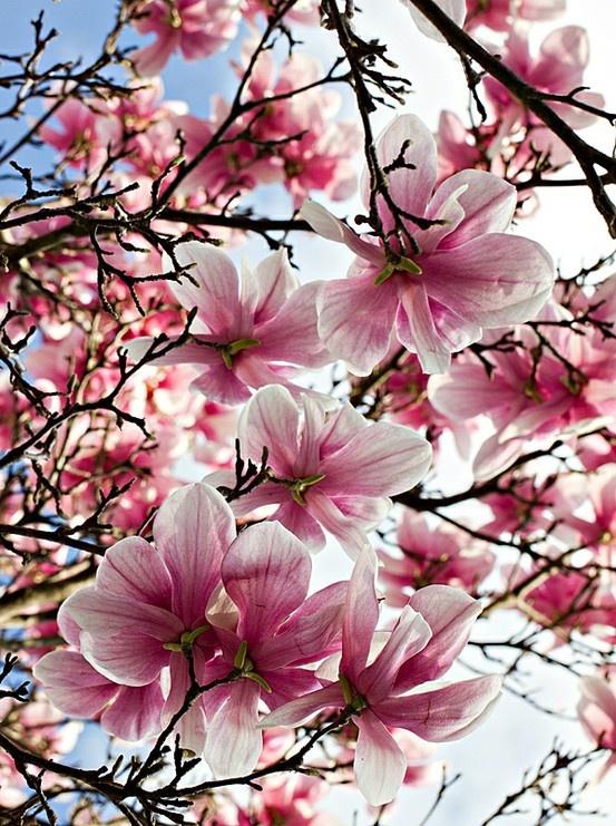 Japanese Magnolia, Tulip Magnolia verbanica Flower essence