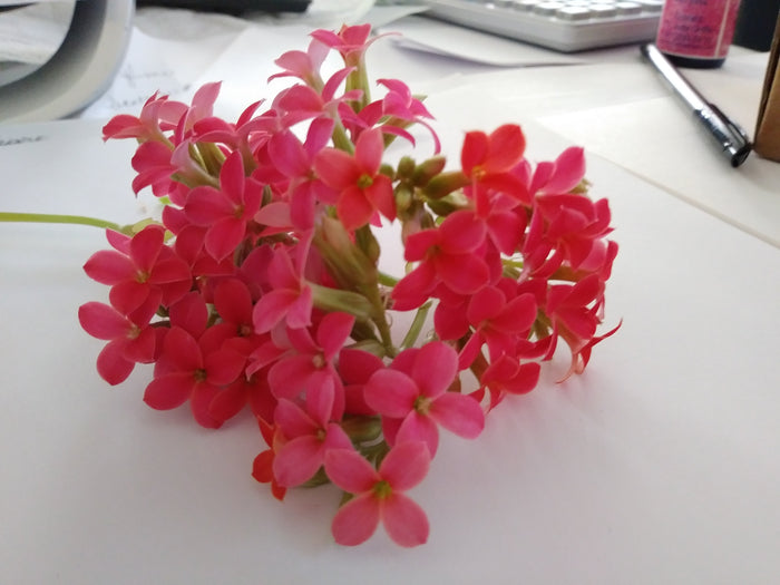 Kolanchoe Flower Essence, Blossfeldiana,