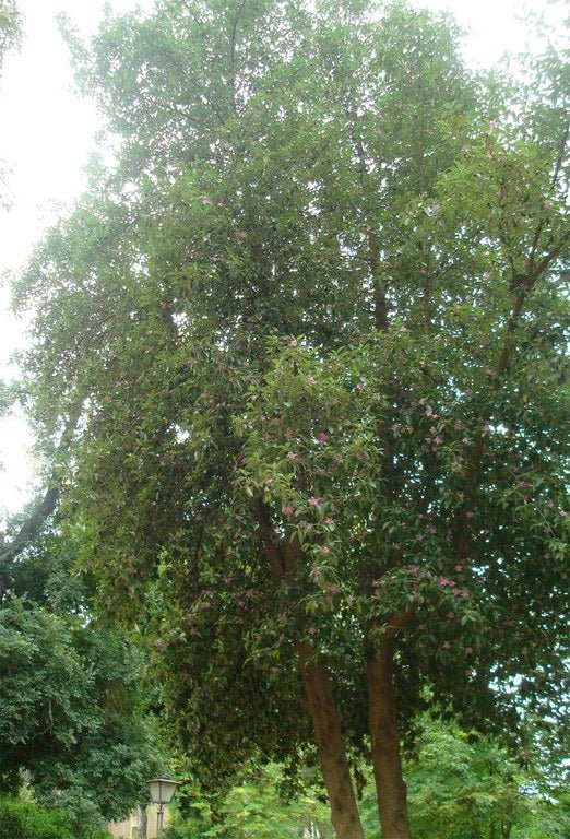 Lagunaria - Lagunaria patersonii - Árbol pica - pica - El Nou Garden