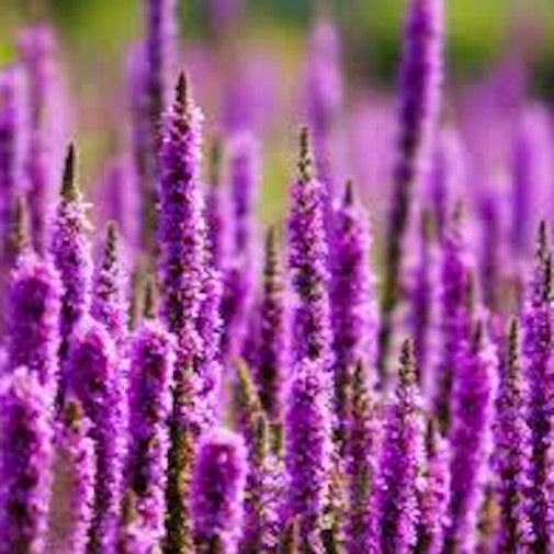 Loosestrife