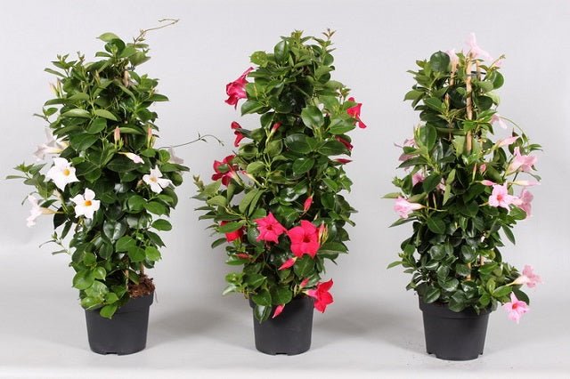 Mandevilla Sundaville - El Nou Garden