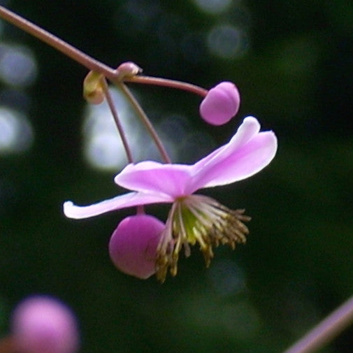 Meadow Rue