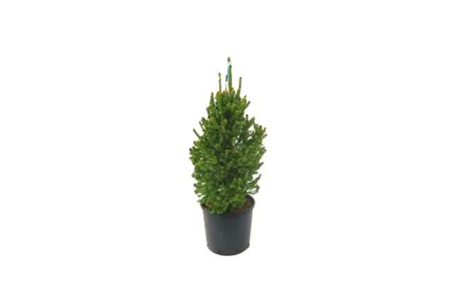 Pícea blanca Cinderella - Picea glauca - El Nou Garden