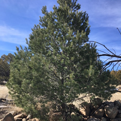 Piñon Pine