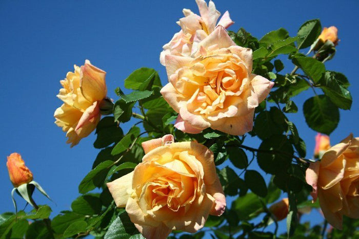Rosal trepador Michka - El Nou Garden