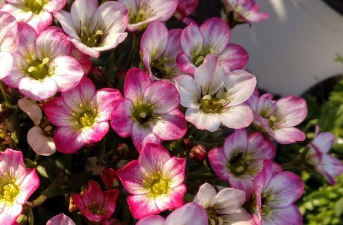 Saxifraga arendsii - Pack 6 unidades - El Nou Garden