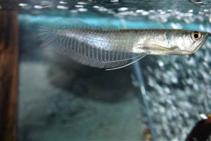 Silver Arowana