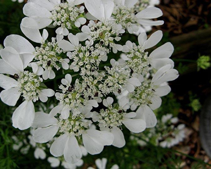 Silver Lace, Polygonum auberti, Flower Essence