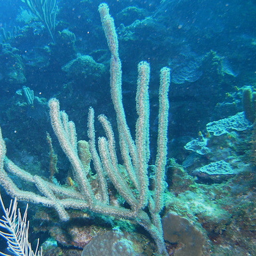 Slit-Pore Sea Rod