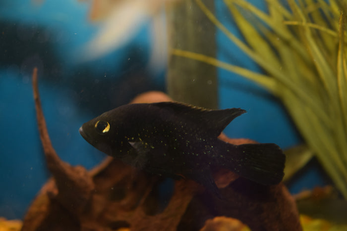 Starry Night Cichlid