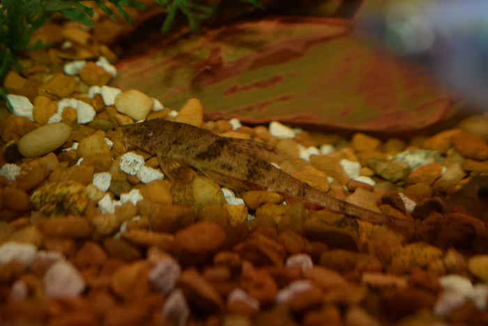 Whiptail Catfish