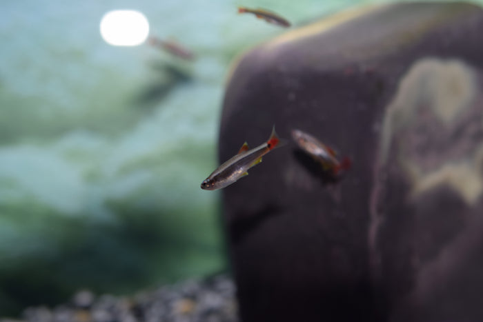 White Cloud Minnow