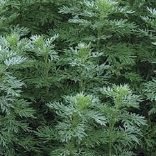 Wormwood Artemesia absinthe,Essential Oil - Aroma Health Texas