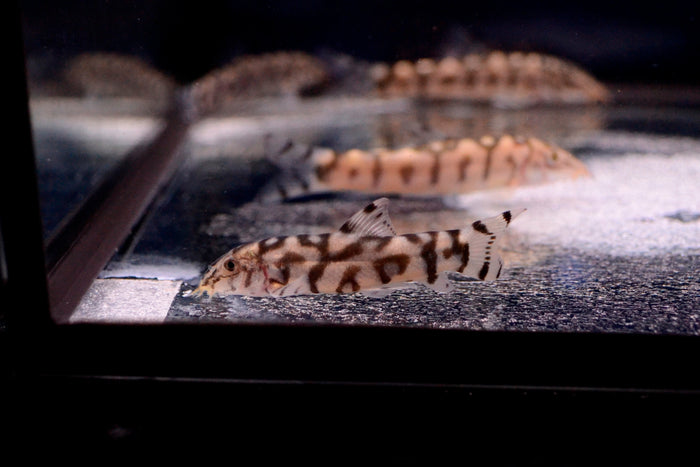 Yoyo Loach