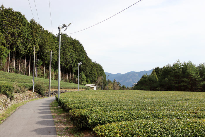 #1054.G1 Nitta Tea Factory: Premium Sencha yunomi.life 4