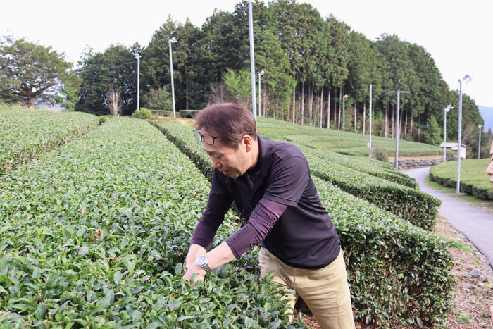 #1054.G1 Nitta Tea Factory: Premium Sencha yunomi.life 5