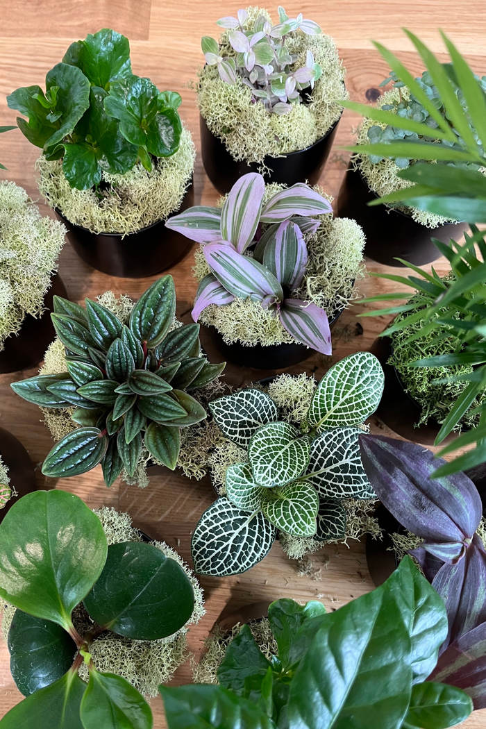 ECOVIBE-small-assorted-houseplants
