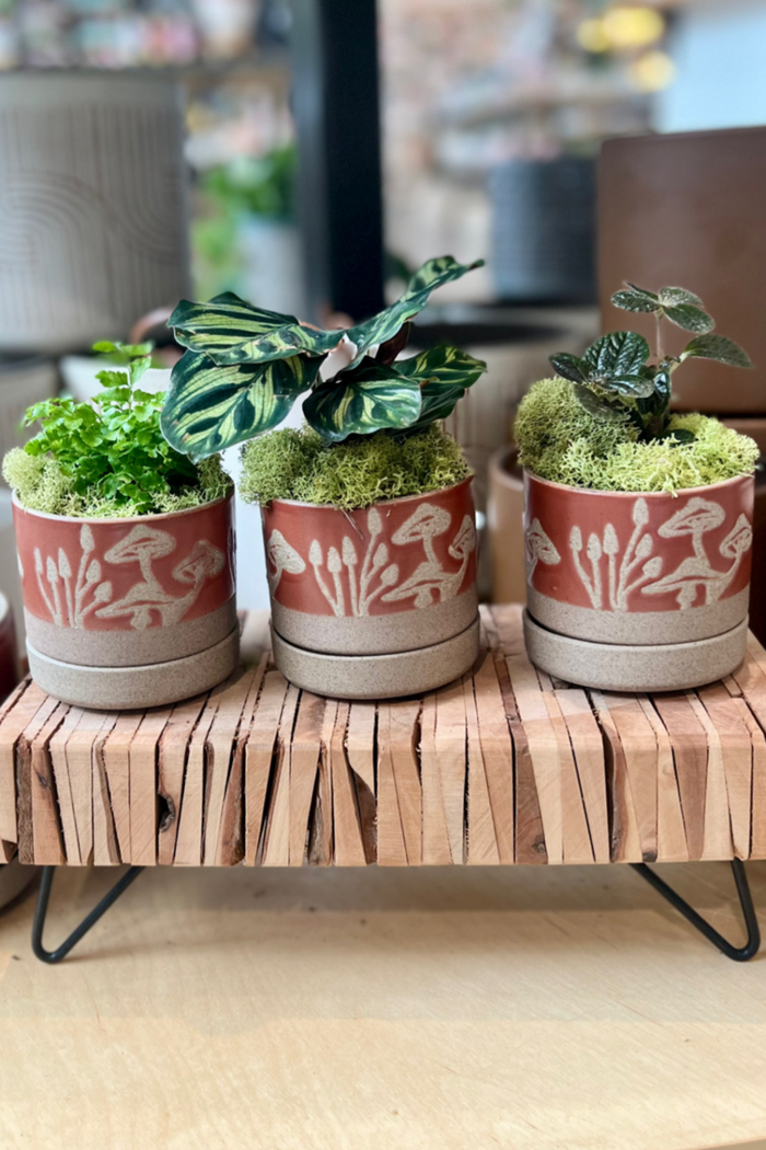 ECOVIBE-small-assorted-houseplants