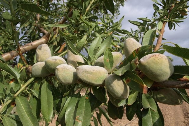 Almendro Ferraduel - Prunus dulcis - El Nou Garden