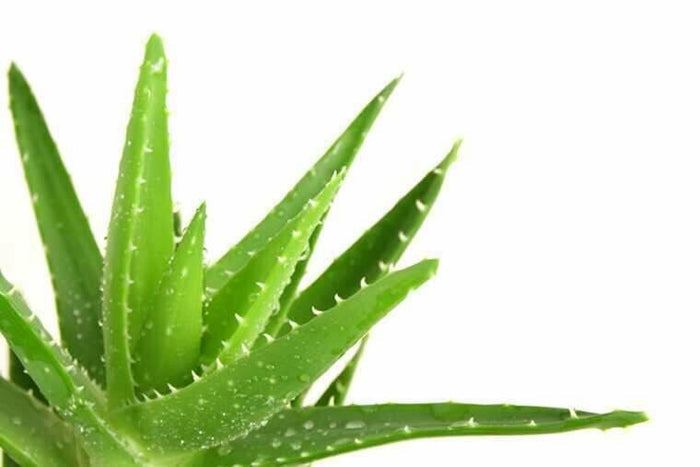 Aloe vera hydrosol (120 g) - ماء الصبار
