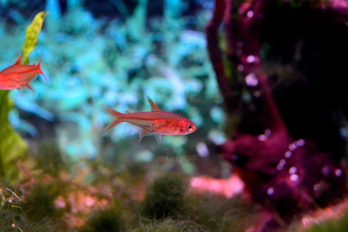 Amanda (Ember) Tetra
