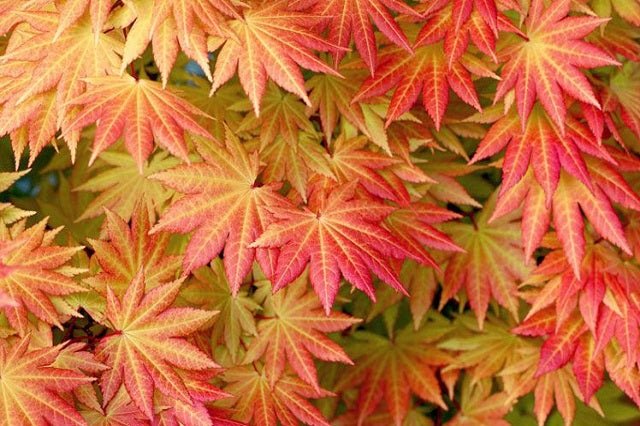 Arce de Shirasawa Autumn Moon - Acer shirasawanum - El Nou Garden