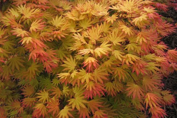 Arce de Shirasawa Autumn Moon - Acer shirasawanum - El Nou Garden