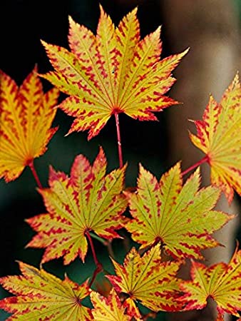 Arce de Shirasawa Autumn Moon - Acer shirasawanum - El Nou Garden