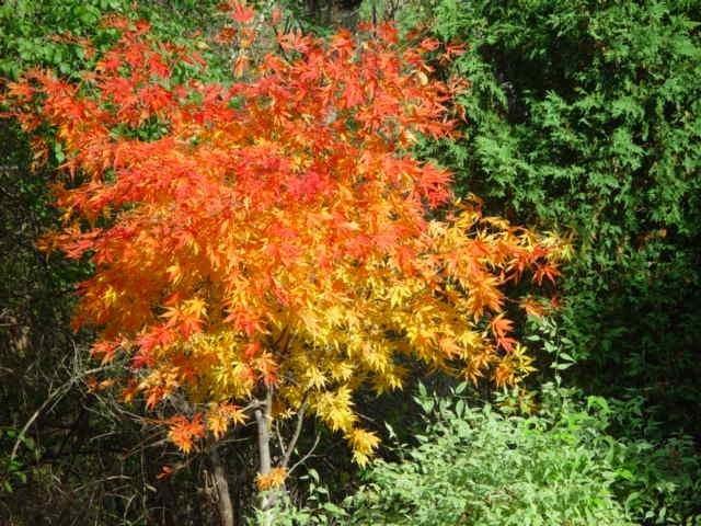 Arce de Shirasawa Autumn Moon - Acer shirasawanum - El Nou Garden