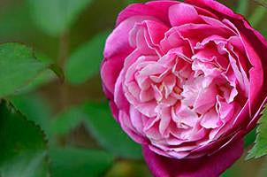 Archduke Charles Antique  Rose Essence, Rosa chinesis, 1825