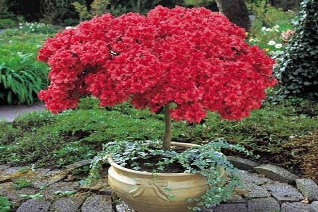 Azalea de copa - Azalea japonica - El Nou Garden