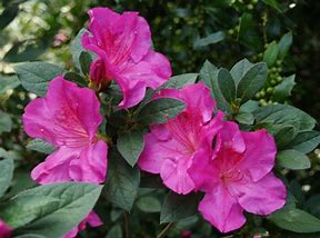 Azalea, Double Frill Flower Essence, Rhododendron