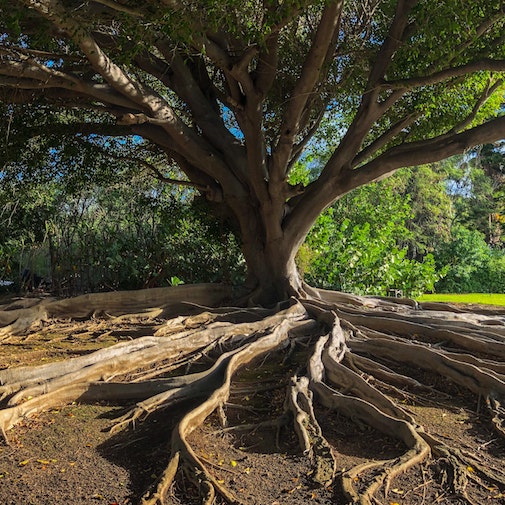 Banyan Tree