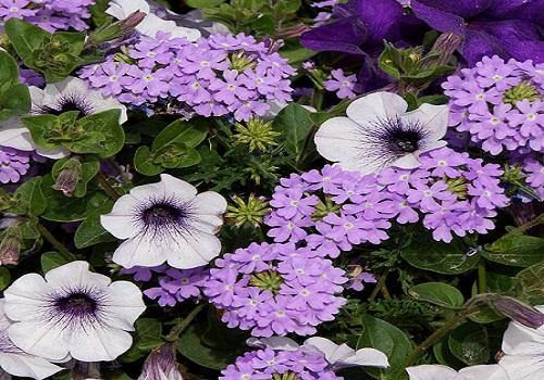 Barcelona Trixis - Bidens - Calibrachoa - Lobelia - Verbena - El Nou Garden