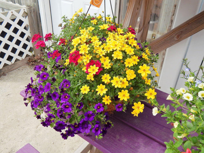Barcelona Trixis - Bidens - Calibrachoa - Lobelia - Verbena - El Nou Garden
