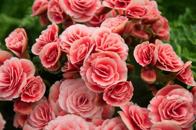 Begonia de flor - Begonia elatior - Begonia Hiemalis - El Nou Garden